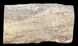 Polished Petrified Wood Limb - Madagascar #54604-1